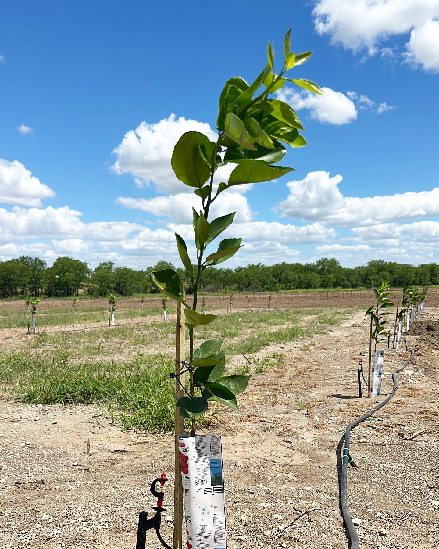 Irrigation Design and Maintenance
